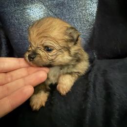 Tucker - Orange sable male Pomeranian puppy in Waterloo, Indiana from Garcias Pomeranian