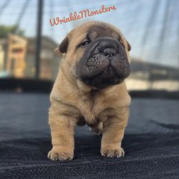 Chinese Shar-Pei Puppies from WrinkleMonsters