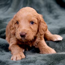 Cerelia - Caramel red female Australian Labradoodle puppy in Stanwood, Washington from Victoria Creek Australian Labradoodles