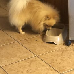 Belle - Pomeranian
