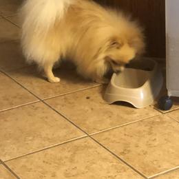 Belle - Pomeranian