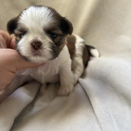 Thalia - Tricolor female Shih Tzu puppy in Las Vegas, Nevada from Vegas Shih Tzus