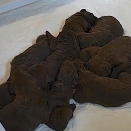 Baby 2 - Brown female Chesapeake Bay Retriever puppy in Prior Lake, Minnesota from Rivertown Retreivers