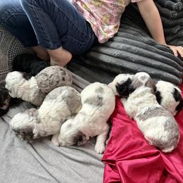 Bernedoodle and Cavapoo Puppies from Lawler’s Legacy Litters