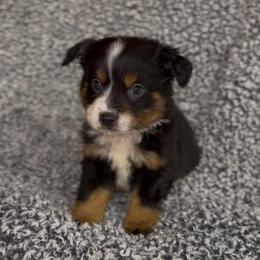 Bean - Black tri male Miniature Australian Shepherd puppy in Michie, Tennessee from Acton Aussies
