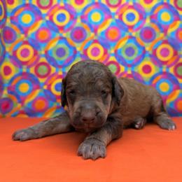 Orange - Brown male Poodle puppy in Houma, Louisiana from Smart Azz Poodles