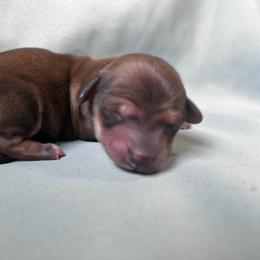 Nutmeg - Wild  boar and tan female Dachshund puppy in Spring Creek, Nevada from Hobby Horse Mini Doxies