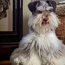 Maggie - Miniature Schnauzer