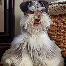 Maggie - Miniature Schnauzer