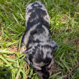 Blue collar - Dapple female Dachshund puppy in Eustis, Florida from K8’s Dachshunds