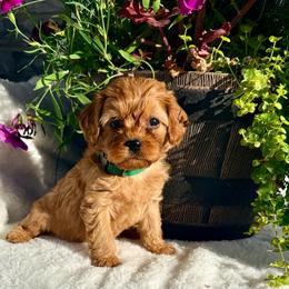 Huck - Apricot male Cavapoo puppy in Preston, Idaho from Shaffer Top Notch Puppies