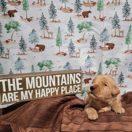 Purple collar - Golden Golden Retriever puppy in Montana from Sharee's Golden Retrievers