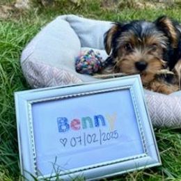 Benny (Male black collar) - Blue and gold male Yorkshire Terrier puppy in Bristol, New Hampshire from Hilly Acres Farm