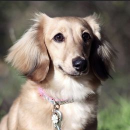 Charlotte - Dachshund