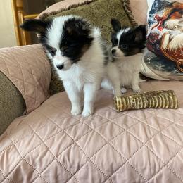 Tiny Tim - White black and tan male Papillon puppy in Derry, New Hampshire from A Circle Of Love Papillons
