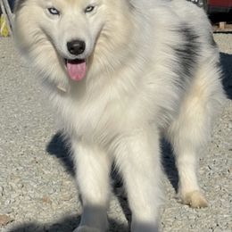 Kane - Siberian Husky