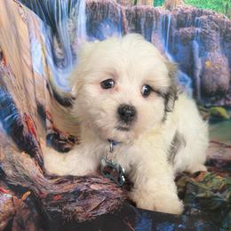Romeo - White male Maltipoo puppy in Chariton, Iowa from Mia Lucky Home