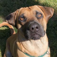 Black Mouth Curs from Cloud Ridge