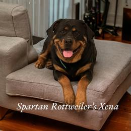 Xena - Rottweiler