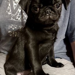 Blue - Black Pug puppy in Hemet, California from Greek God Pugs