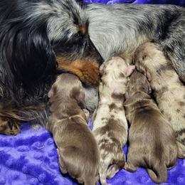 Chocolate tan - Chocolate and tan male Dachshund puppy in Ashford, Alabama from Circle City Dachshunds