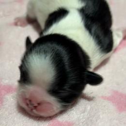 Ebony - Black and white female Shih Tzu puppy in League City, Texas from Mosley Shih Tzu