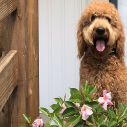Goldendoodle All Grown Up from Doodles by Piper