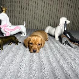 Sally - Piebald female Dachshund puppy in Phoenix, Arizona from Casa MarCosta Dachshund