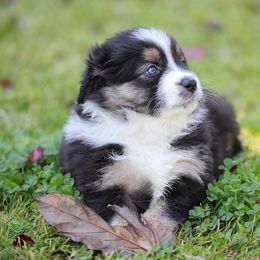 Pearl - Black tri-color female Australian Shepherd puppy in Olivehurst, California from Double M Aussies