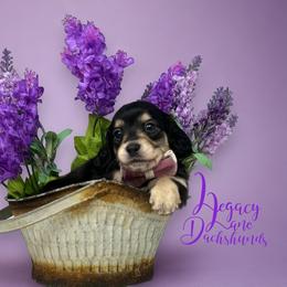 Dachshund Puppies from Legacy Lane Dachshunds