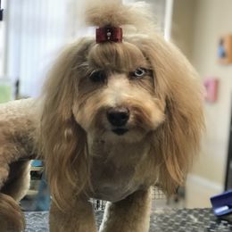 Maple - Aussiedoodle