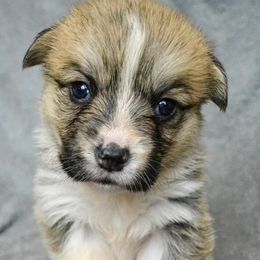 Pembroke Welsh Corgi Puppies from Berry Hill Corgis