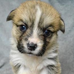 Pembroke Welsh Corgi Puppies from Berry Hill Corgis