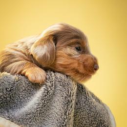 Dachshund and French Bulldog Puppies from Slinky Doxie 305