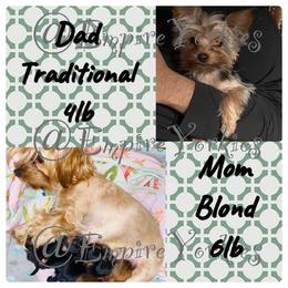 Shih Tzus, Shorkies, and Yorkshire Terriers from Empire Yorkies