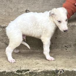 Murray - Cream male Borzoi puppy in Clinton, Tennessee from Ivanhoe Borzoi