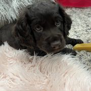 Boykin Spaniel Puppies from White Acres