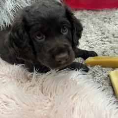 Boykin Spaniel Puppies from White Acres