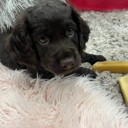 Boykin Spaniel Puppies from White Acres
