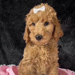 White girl - Apricot female Poodle puppy in Bowling Green, Kentucky from Ritzy Red Poodles