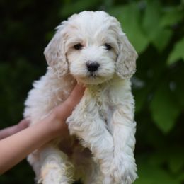 Bernedoodles and Cavapoos from Rocky River Cavapoos