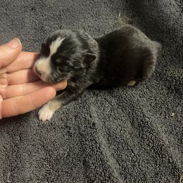 Black tri girl 2 - Black tri female Toy Australian Shepherd puppy in Springfield, Missouri from Donnie's Miniature & Toy Australian Shepherds