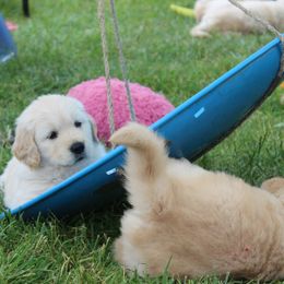 Golden Retriever Puppies from True Magic Goldens
