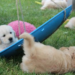 Golden Retriever Puppies from True Magic Goldens