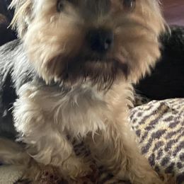 Yorkshire Terriers from Lembke's Yorkies of Duplin County