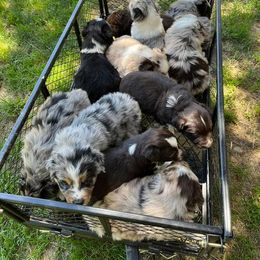 Australian Shepherd Puppies from Coleman's Natural Bridge Aussies