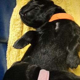 Labrador Retriever Puppies from Steele Caliber Retrievers