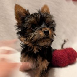 Brody - Black and tan male Yorkshire Terrier puppy in Gatesville, Texas from KontryKritterz Yorkies
