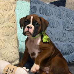 Green collar - Fawn female Boxer puppy in Center Hill, Florida from Rogers Farm’s Beloved Boxers