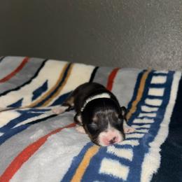 Heath - Black and tan female Pembroke Welsh Corgi puppy in Washington from Castle View Royal Rumps
